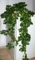 Harfenstrauch *Plectranthus verticillatus 