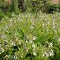 Wasserschlauch, Urticularia australis