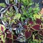 Peperomia Milano
