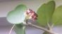 Wachsblume