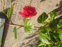 winterharte Chrysantheme-rosa+