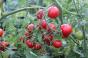 10 Tomatensamen Rumcake Baba