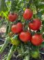 Tomaten-Samen 2021 - 2023
