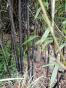 Schwarzer Bambus Rhizom