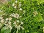 Sumpfdotterblume Abstich