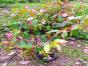 Begonia ...