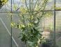 Ostfriesische Palme