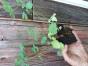 2x Thalictrum flavum hohe Staude 