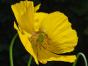 Wald-Scheinmohn