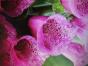 Rosa Fingerhut