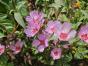Atlasblume