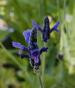Kanarischer Lavendel