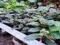 Tradescanthie