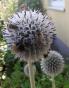 Kugeldistel weiss, 