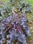 Okra Samen "Burgundy Red" Variation