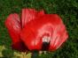 Staudenmohn Dunkelrot s.Foto