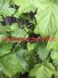 schwarze Johannisbeere Jungpflanze