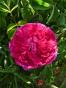 Rose Charles de Mills