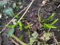 Wasserschlauch, Urticularia australis