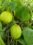 Saatgut Melonenbirne Pepino aus 2021
