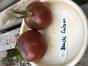 Tomatillo Queen of Malinalco