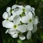 Ziererdbeere, Indische Scheinerdbeere