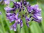 Agapanthus 'Poppin Purple', Schmucklilie