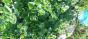 Wolliger Schneeball (Viburnum lantana) 