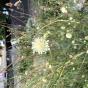 Zierklee trifolium repens Isabella - Samen