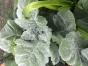 Zucchini Astra Polka