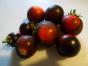 Tomate Roter Heinz 