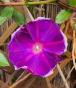 Rettich China Rose