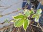 Weisser Schopfsalbei 'White Swan'