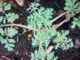 Wasserschlauch, Urticularia australis