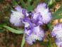 Wachsblume