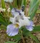 Iris hellblau