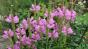 Gelenkblume ...
