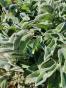 Tradescantie