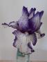 Hohe Iris Autumn Circus