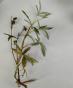 Sumpfdotterblume Abstich