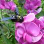 Schmucklauchsamen Goldlauch Allium molly