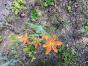Weicher Akanthus