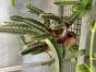 Stapelia ...