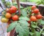Tomate Pixie Striped