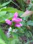 Clematis Princess of Wales 