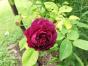 Rose 'Ombree Parfaite '