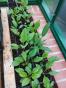 Wildtomaten