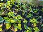 Zucchini Genovese