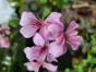 Hänge Pelargonie "MADAME CROUSSE"