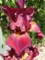 Iris ...
